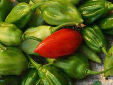 Sri Lanka | Wochenmarkt