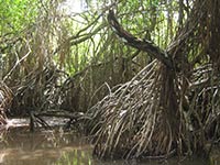 Sri Lanka | Bootstour am Bentota Ganga