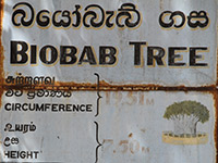 Sri Lanka | Biobab-Tree