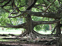 Sri Lanka | Botanischer Garten Peradeniya