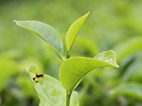 Sri Lanka | Ceylontee