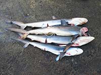 Sri Lanka | Fischmarkt