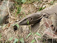 Sri Lanka | Bootsfahrt am Bentota Ganga