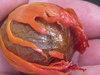 Sri Lanka | Gewürze