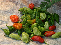 Sri Lanka | Gewürze