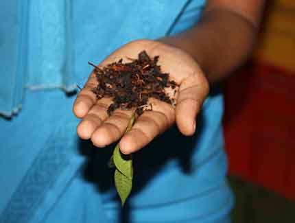 Sri Lanka |Ceylon Tee