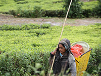 Sri Lanka | Hochland