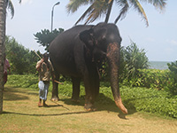 Hotelbewertung Tangerine Beach Hotel, Kaltuera