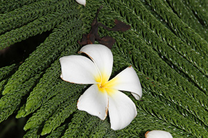 Sri Lanka | Frangipani