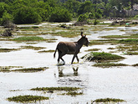 Sri Lanka | Kalpitiya