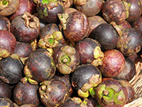 Sri Lanka | Kalutera