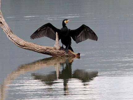 Sri Lanka |  Gal Oya Nationalpark