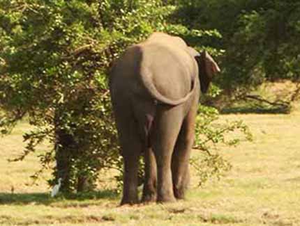 Sri Lanka | Minneriya Nationalpark
