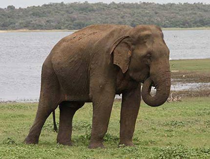 Sri Lanka | Kaudulla Nationalpark
