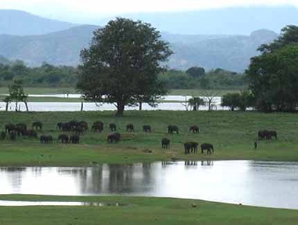 Sri Lanka | Udawalawe