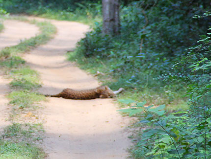 Sri Lanka | Wilpattu