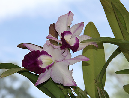 Sri Lanka | Botanischer Garten Peradeniya