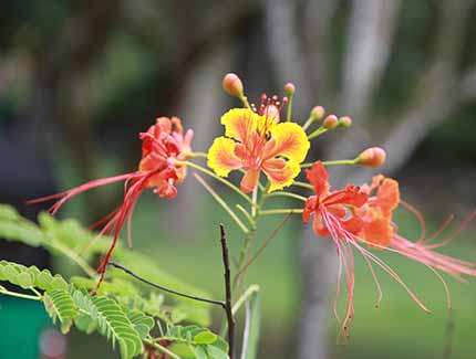 Sri Lanka | Botanischer Garten Gampaha