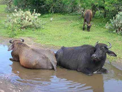 Sri Lanka |  Landwirtschaft