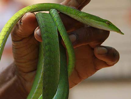 Sri Lanka | Schlangenfarm