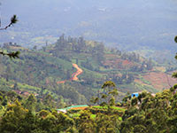 Sri Lanka | Nuwara Eliya