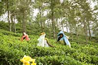 Sri Lanka | Hochland