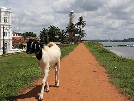 Sri Lanka | Galle