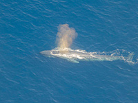 Sri Lanka | Walbeobachtungen