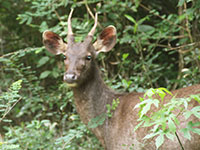 Sri Lanka | Wilpattu Nationalpark