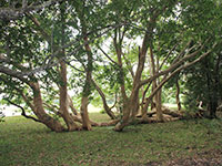 Sri Lanka | Wilpattu Nationalpark