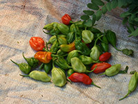 Sri Lanka | Wochenmärkte