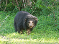 Sri Lanka | Yala Nationalpark