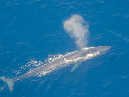 Sri Lanka | Walbeobachtung