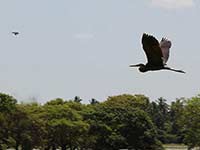 Sri Lanka | Anawilundawa