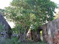 Sri Lanka | Arippu Fort